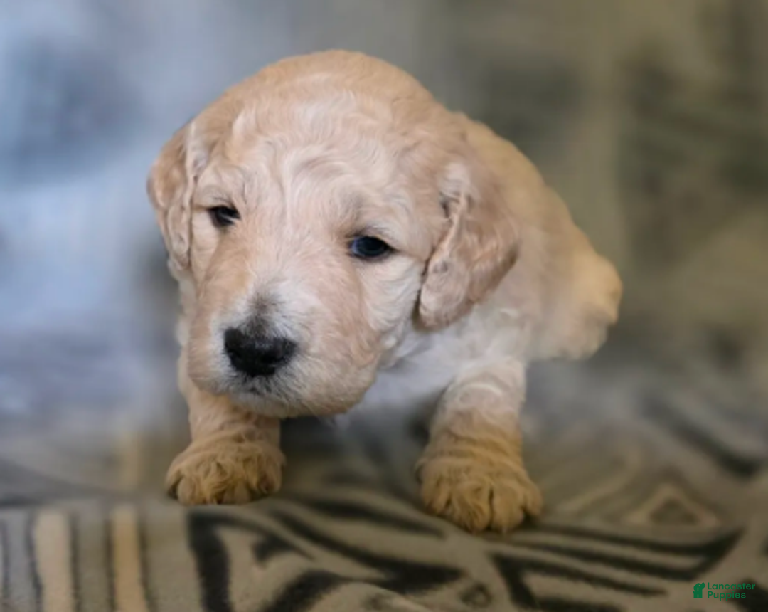 Goldendoodle dogs for sale: Louie - Ad 4