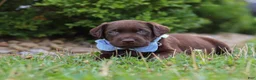 Labrador Retriever dogs for sale: Scout - Ad 6