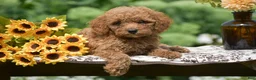 Toy Poodle dogs for sale: Anthony - Ad 3