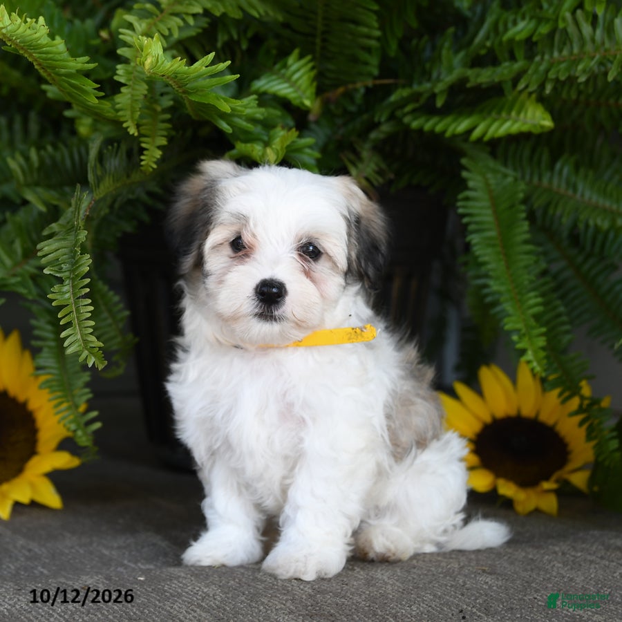 Mixed Breed dogs for sale: Murphy - Ad 2