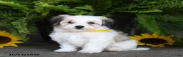 Mixed Breed dogs for sale: Murphy - Ad 2