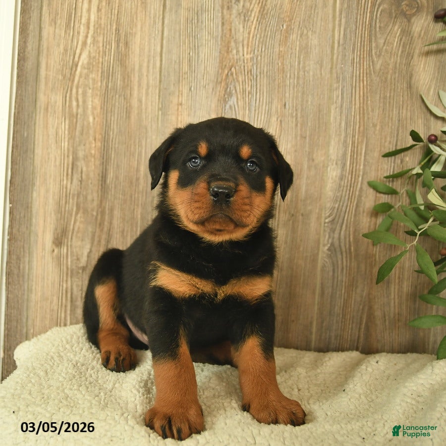 Rottweiler dogs Leo  - Ad 1