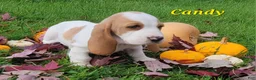 Basset Hound dogs for sale: Candy - Ad 4