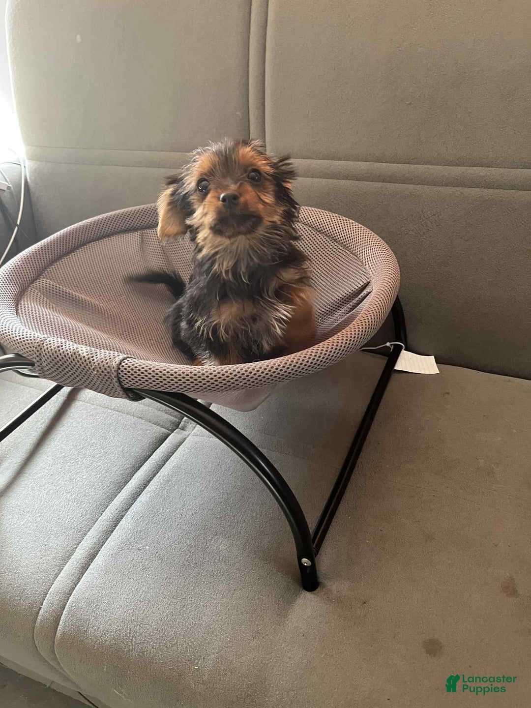 Yorkshire Terrier dogs for sale: Yorkshire Terrier Puppy 4 - Ad 2