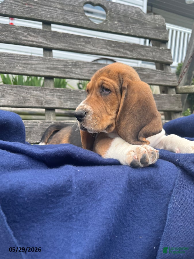 Basset Hound dogs Jett - Ad 2