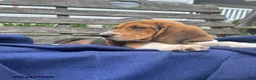 Basset Hound dogs for sale: Jett - Ad 2