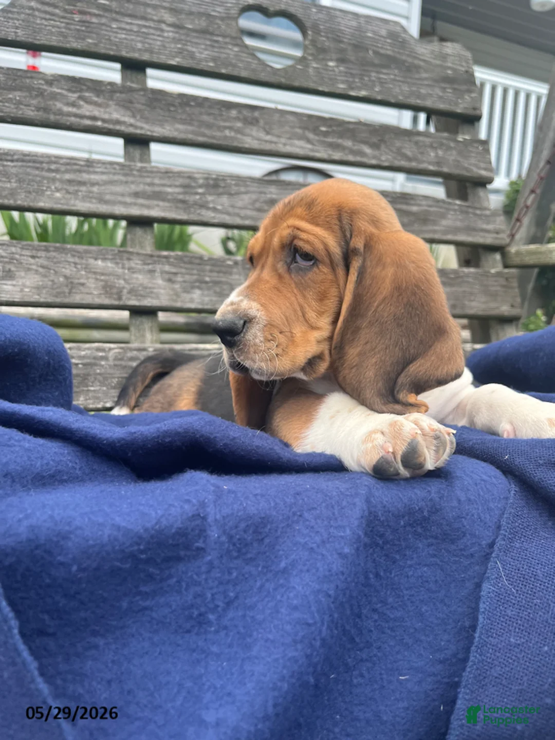 Basset Hound dogs for sale: Jett - Ad 2
