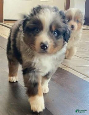 Australian Shepherd dogs Mo - Ad 2