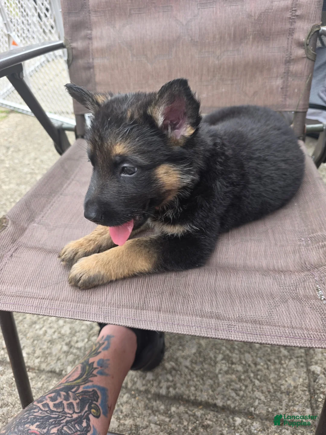 German Shepherd dogs for sale: Miracle  - Ad 2