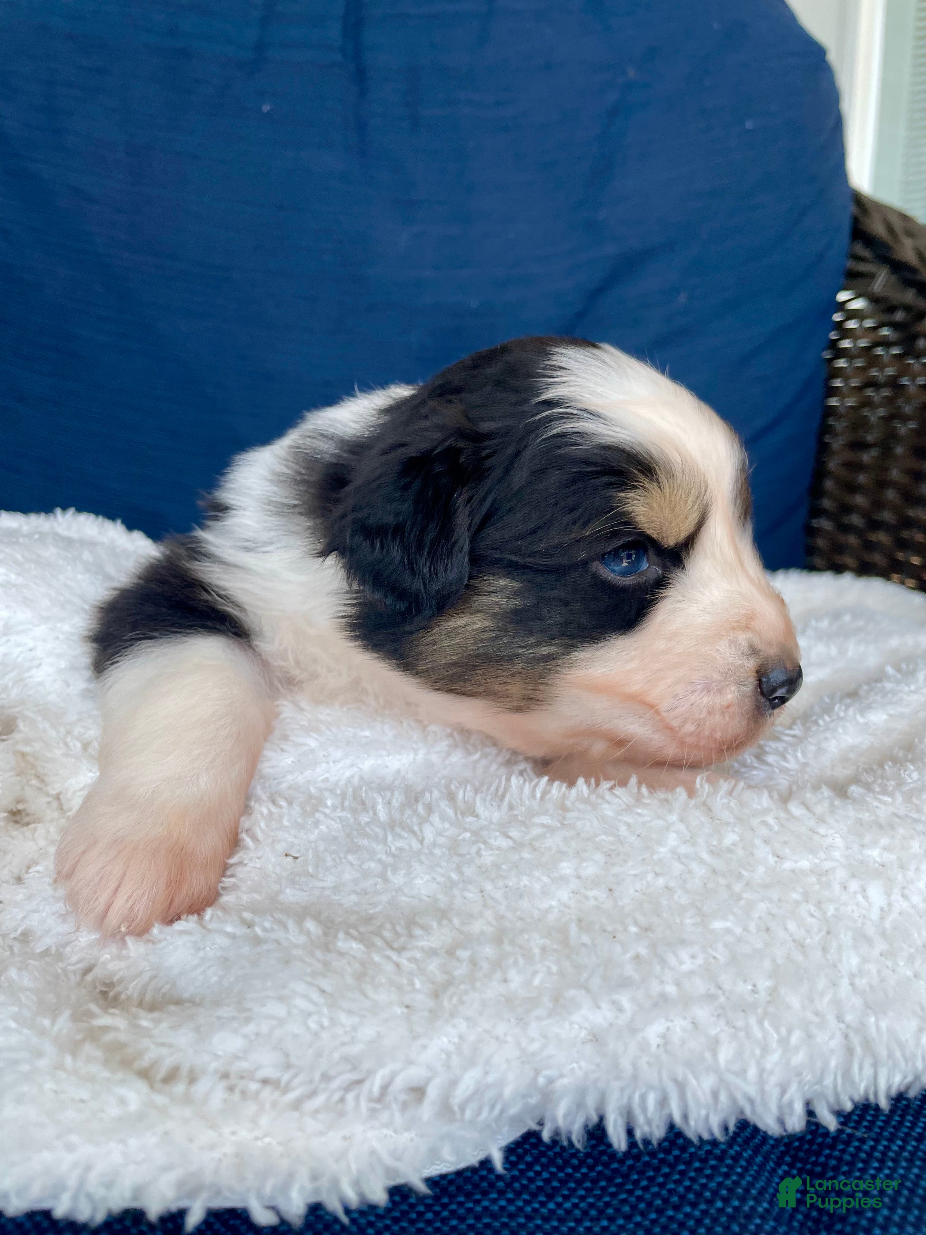 Australian Shepherd dogs Australian Shepherd-Mel - Ad 5
