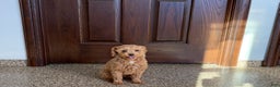 Maltipoo dogs for sale: Sherry - Ad 10