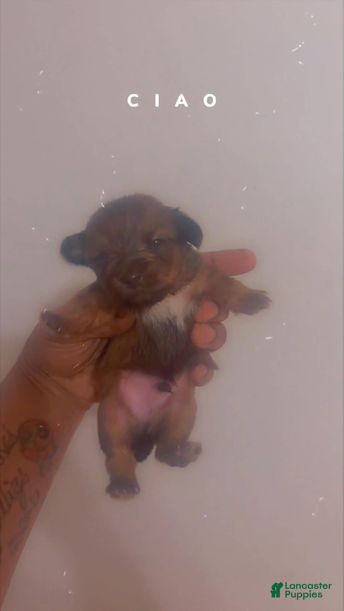 Yorkshire Terrier dogs Yorkshire Terrier Puppy 1 - Ad 29