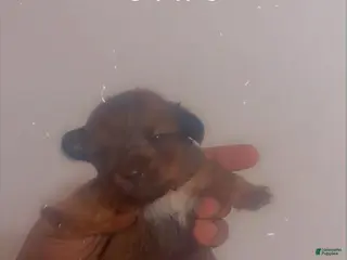 Yorkshire Terrier dogs Yorkshire Terrier Puppy 1 - Ad 29