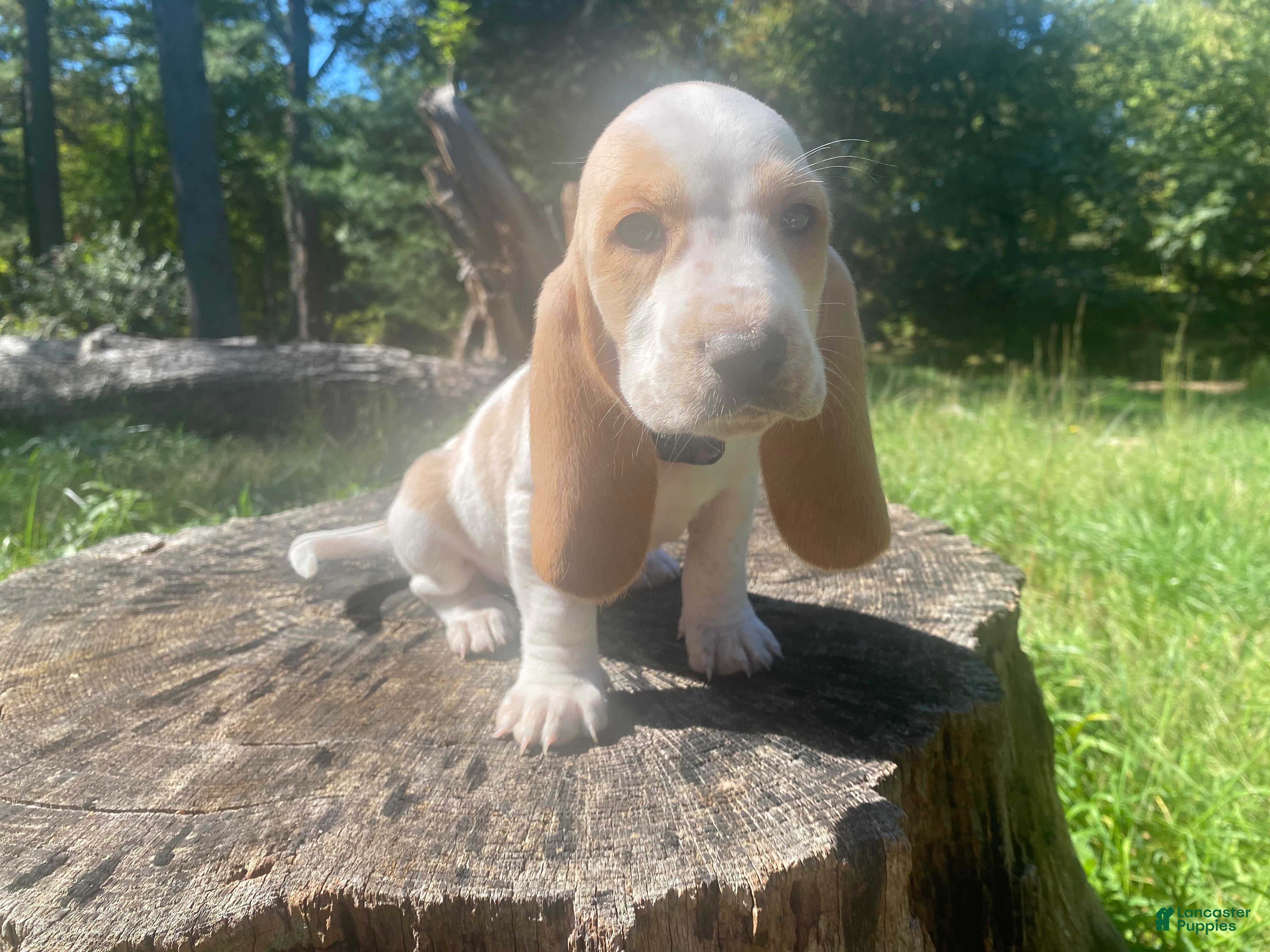 Basset Hound dogs Josie - Ad 1