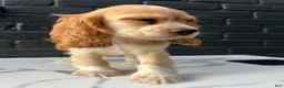 Cocker Spaniel dogs for sale: 🧡🤍Theo🧡🤍 - Ad 5