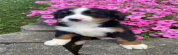 Bernese Mountain Dog dogs for sale: Finn - Ad 10