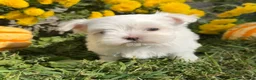 Maltese dogs for sale: Charlie - Ad 6