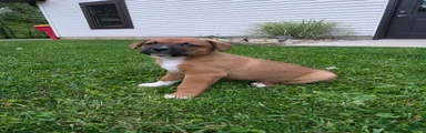 Bo