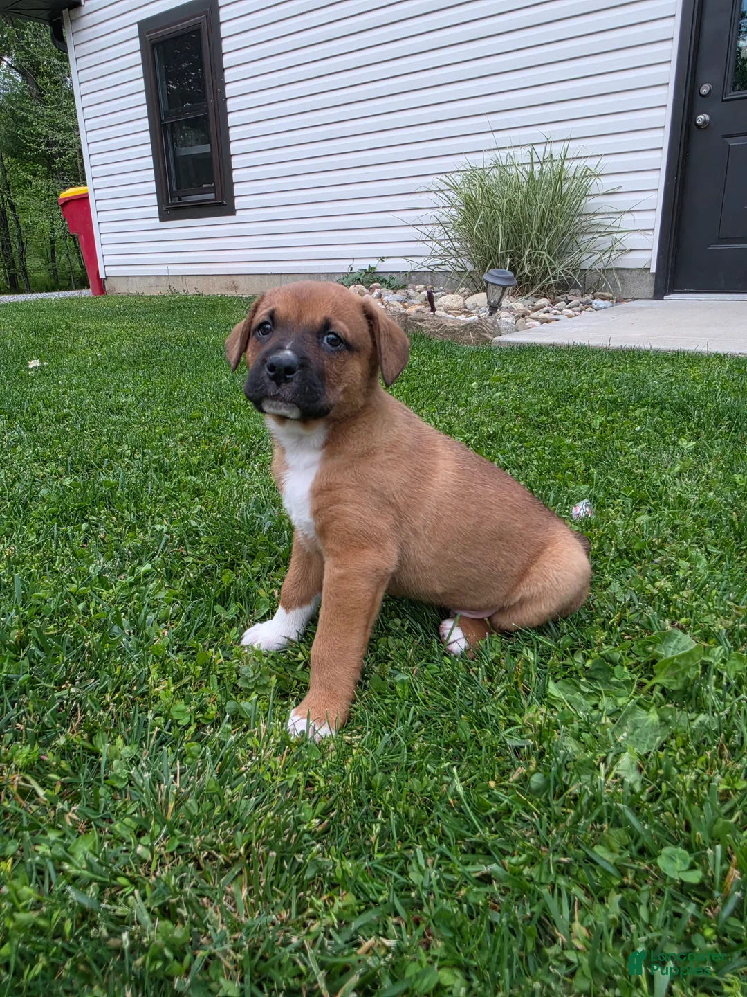 Mixed Breed dogs for sale: Bo - Ad 1