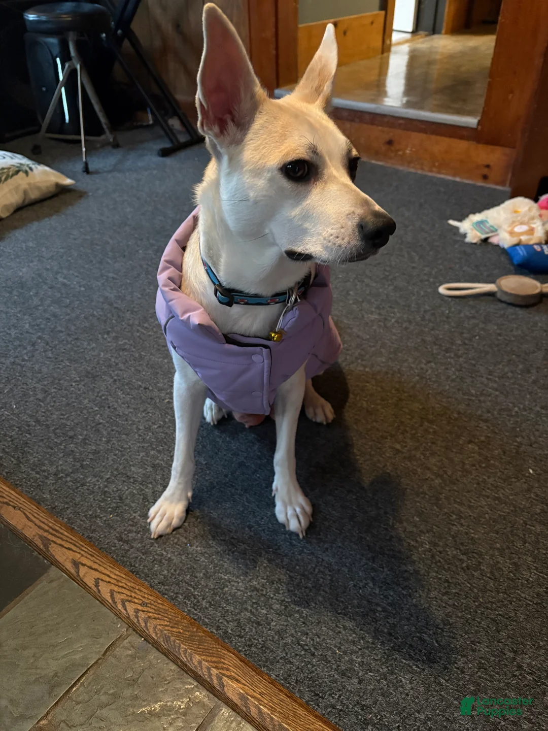 Mixed Breed dogs for sale: Amy - Ad 4