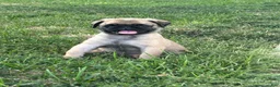Pug dogs for sale: Pug 2 - Ad 3