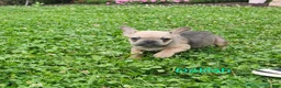 French Bulldog dogs for sale: Delilah - Ad 1