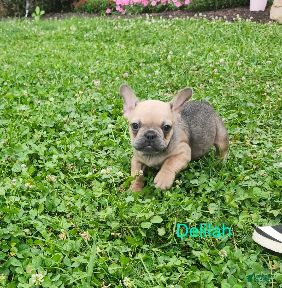 French Bulldog dogs for sale: Delilah - Ad 1