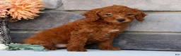 Miniature Poodle dogs for sale: Nova - Ad 3