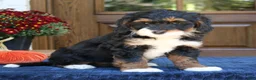 Mini Bernedoodle dogs for sale: Grace  - Ad 3