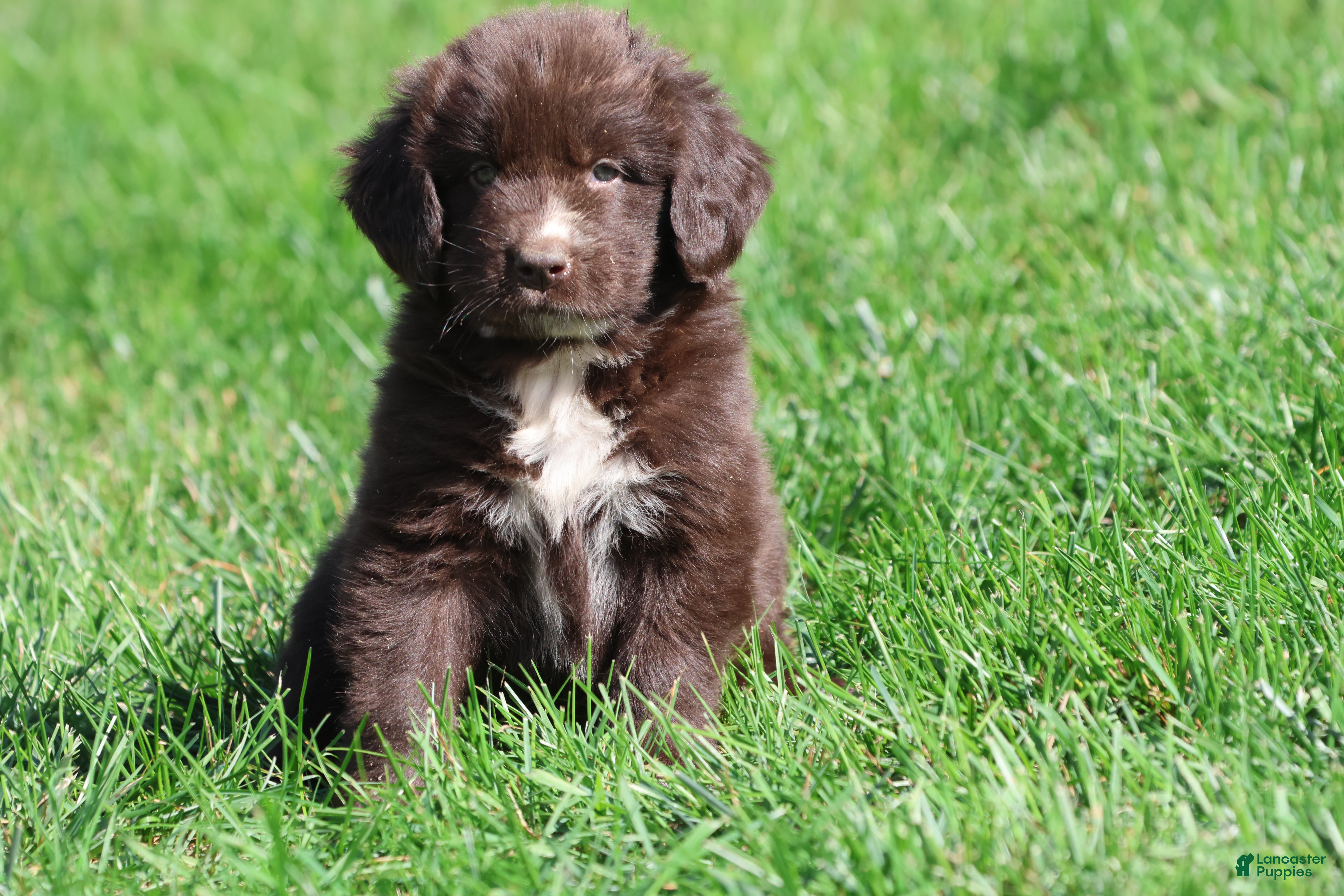 Newfoundland dogs for sale: Double Fudge - Ad 28