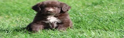 Newfoundland dogs for sale: Double Fudge - Ad 1