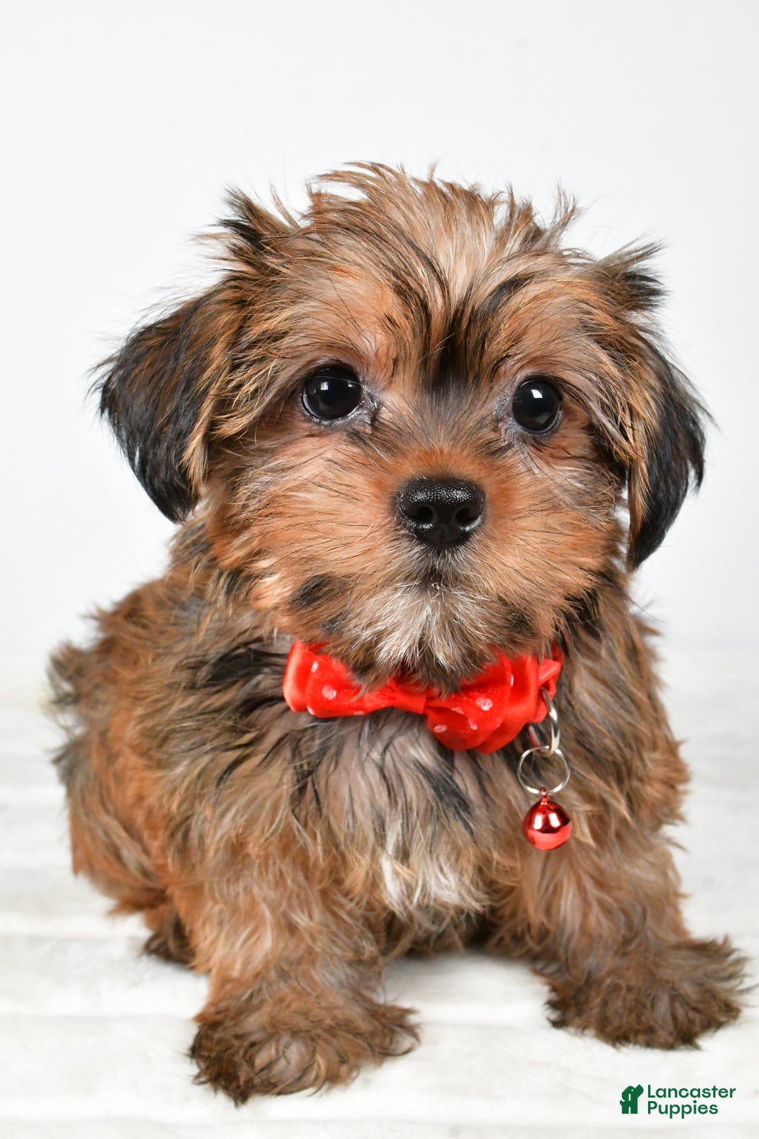 Shorkie dogs for sale: Pebbels - Ad 8