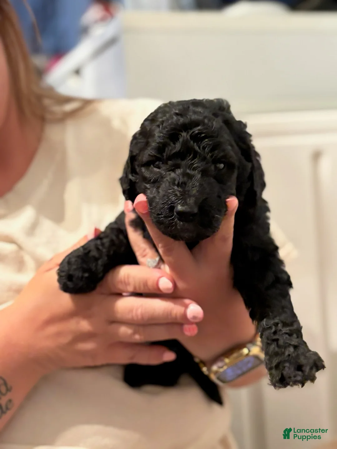 Goldendoodle dogs for sale: Black Girl - Ad 3