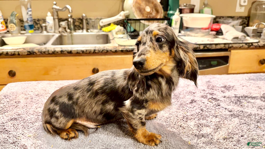 Dachshund dogs for sale: Ch Harriet LH dappleAkc - Ad 7