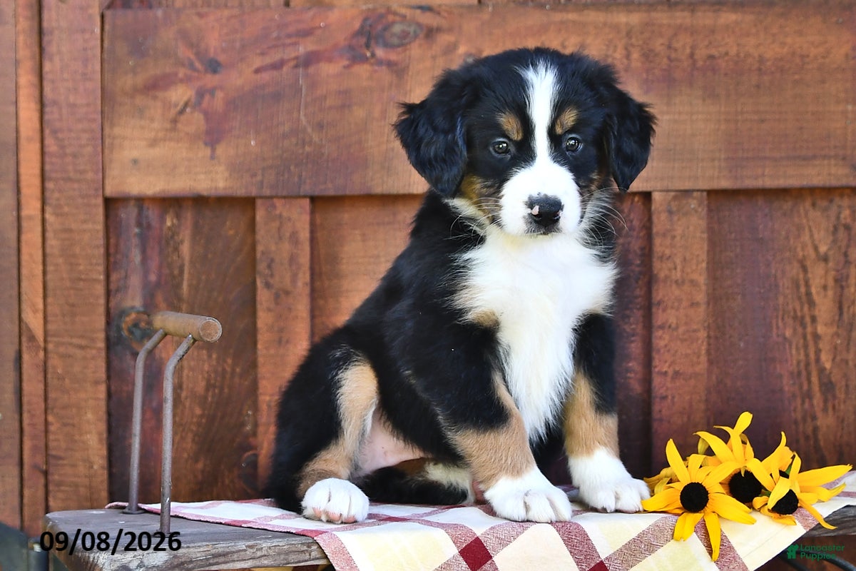 Mixed Breed dogs Rose  - Ad 2