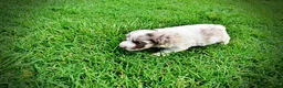 Havapoo dogs for sale: Simba - Ad 15