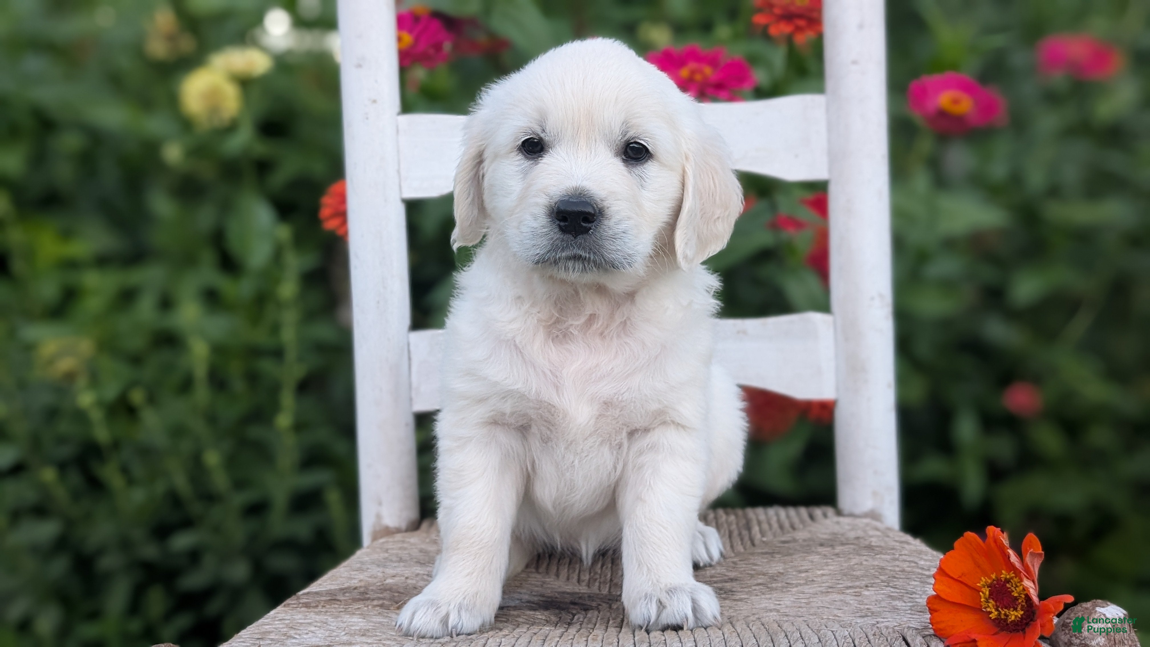 Golden Retriever dogs Bella - Ad 2
