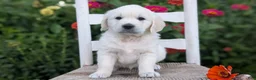 Golden Retriever dogs for sale: Bella - Ad 2