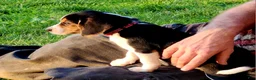 Beagle dogs for sale: Posie - Ad 2
