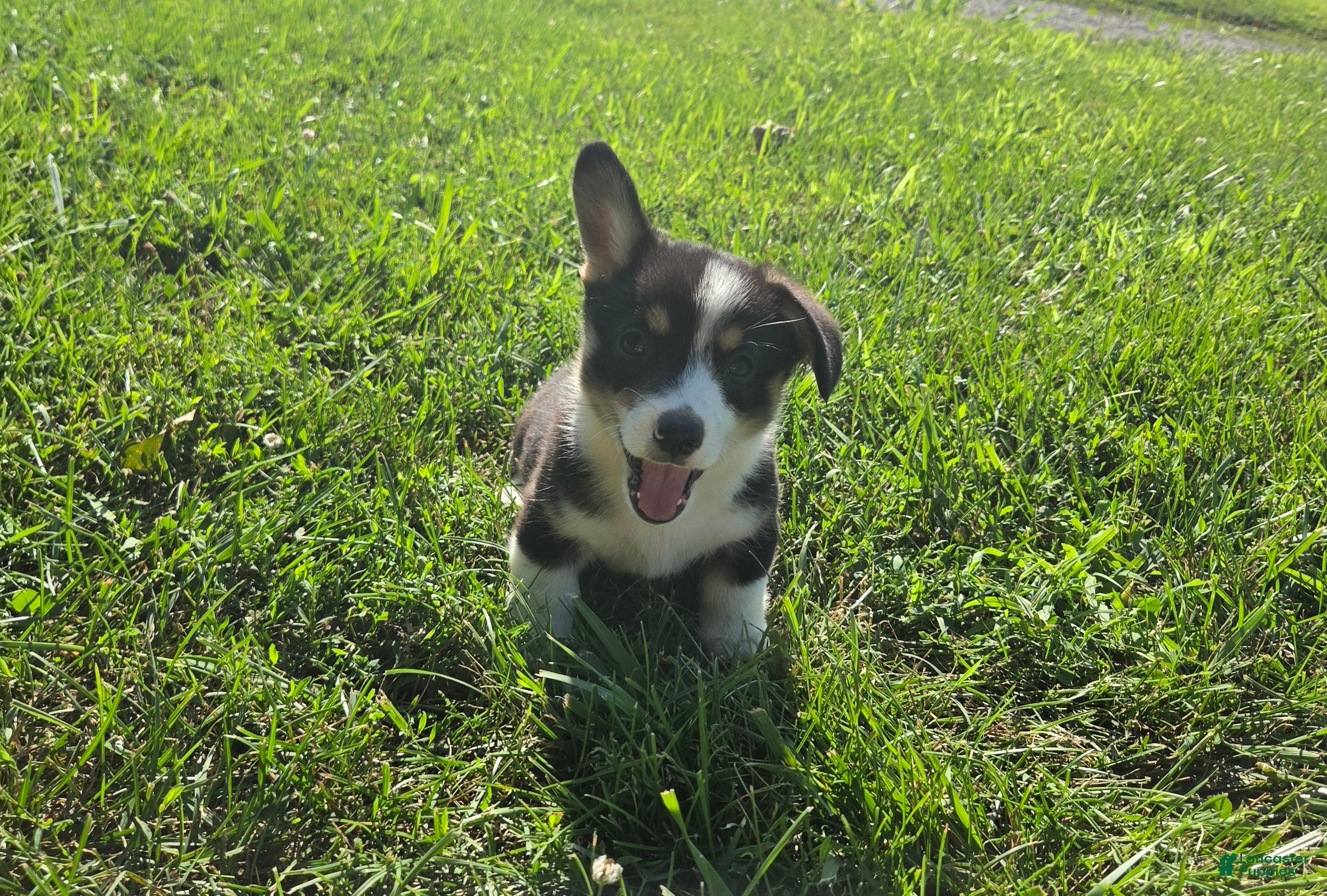 Mixed Breed dogs Jackie - Ad 1