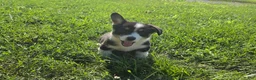 Mixed Breed dogs for sale: Jackie - Ad 1