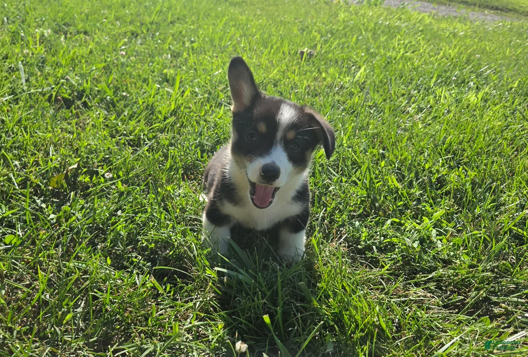 Mixed Breed dogs for sale: Jackie - Ad 1
