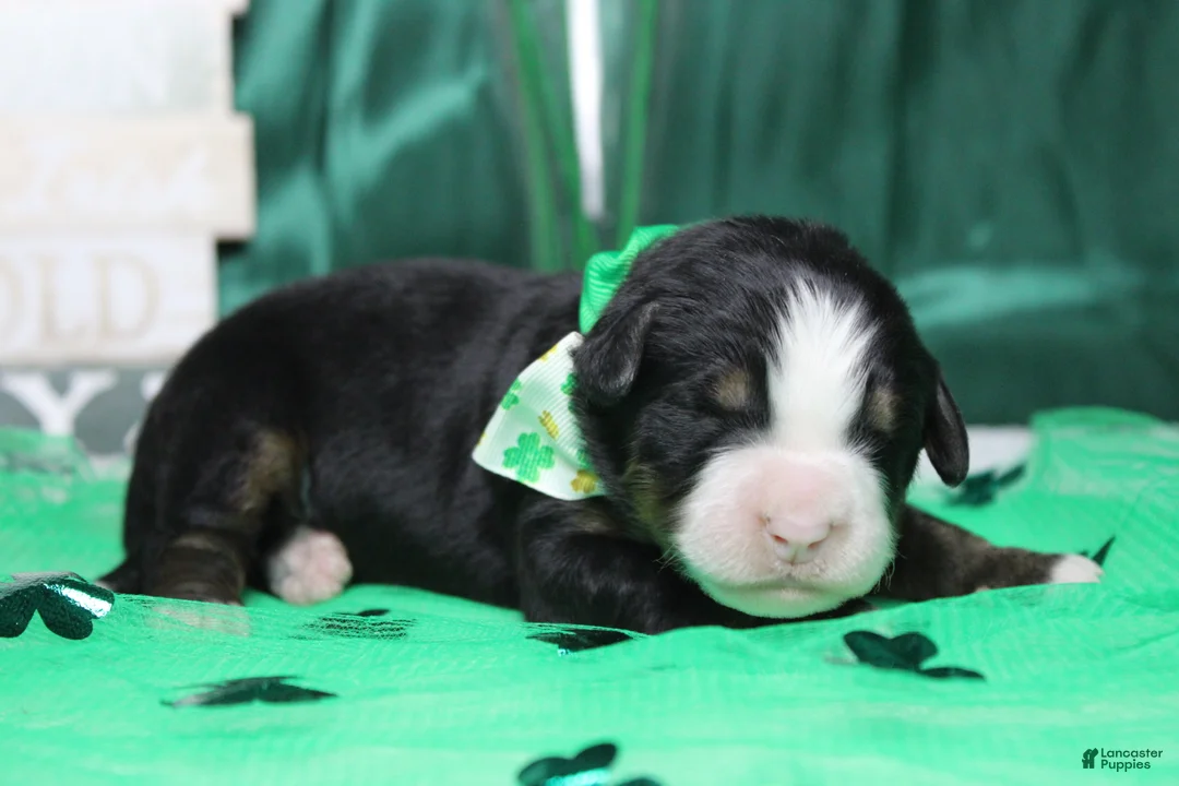 Bernese Mountain Dog dogs for sale: Riley  - Ad 5