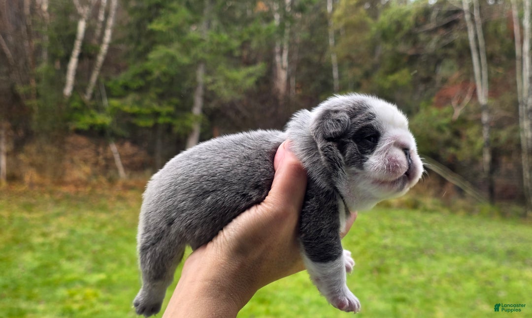 French Bulldog dogs for sale: Sven- a Blue Big Rope Frenchie - Ad 9