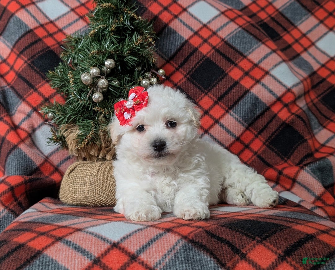 Bichon Frise dogs for sale: Carleen - Ad 5