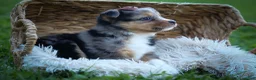 Mixed Breed dogs for sale: Garret💙 - Ad 14