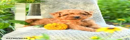 Maltipoo dogs for sale: Marigold - Ad 3