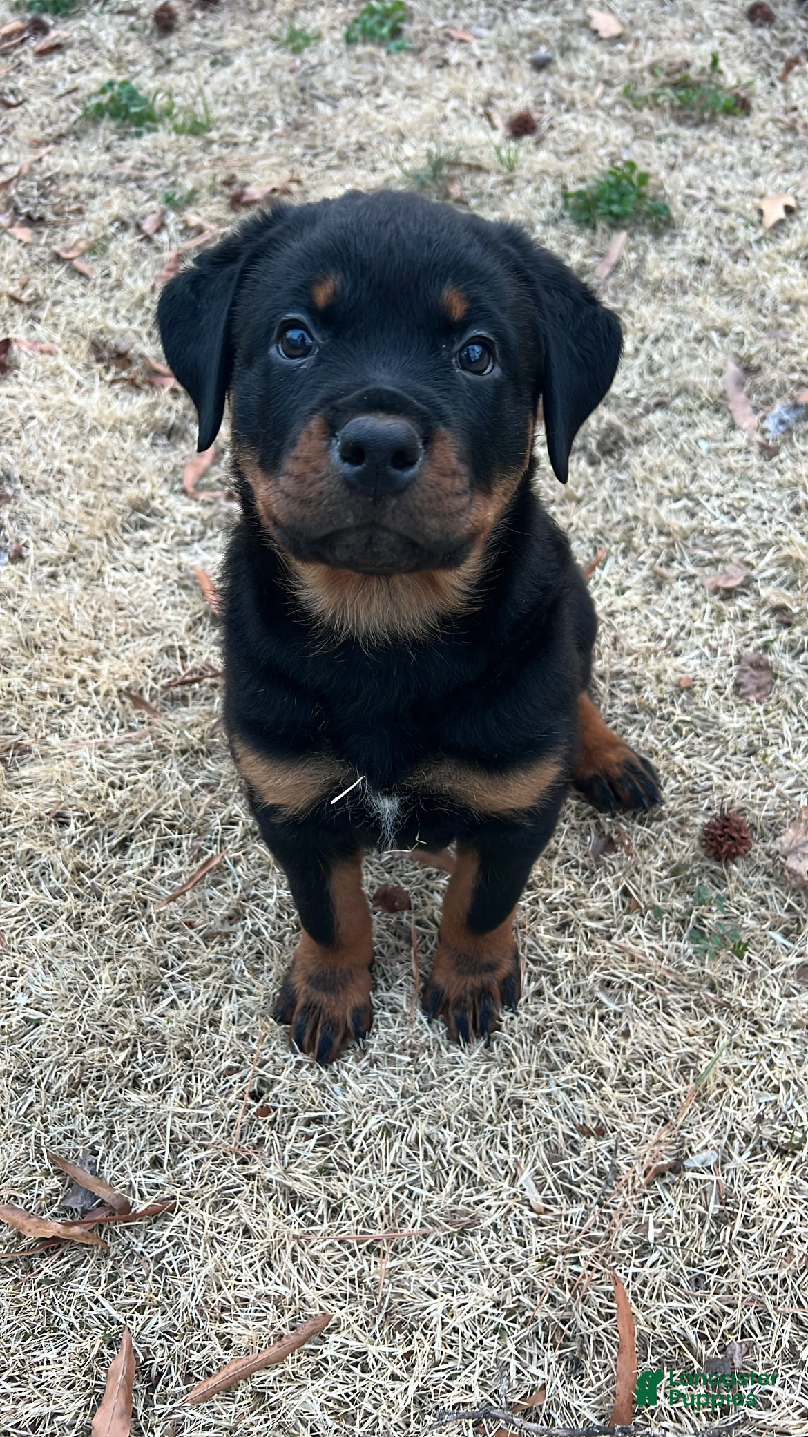 Rottweiler dogs Lucy - Ad 5