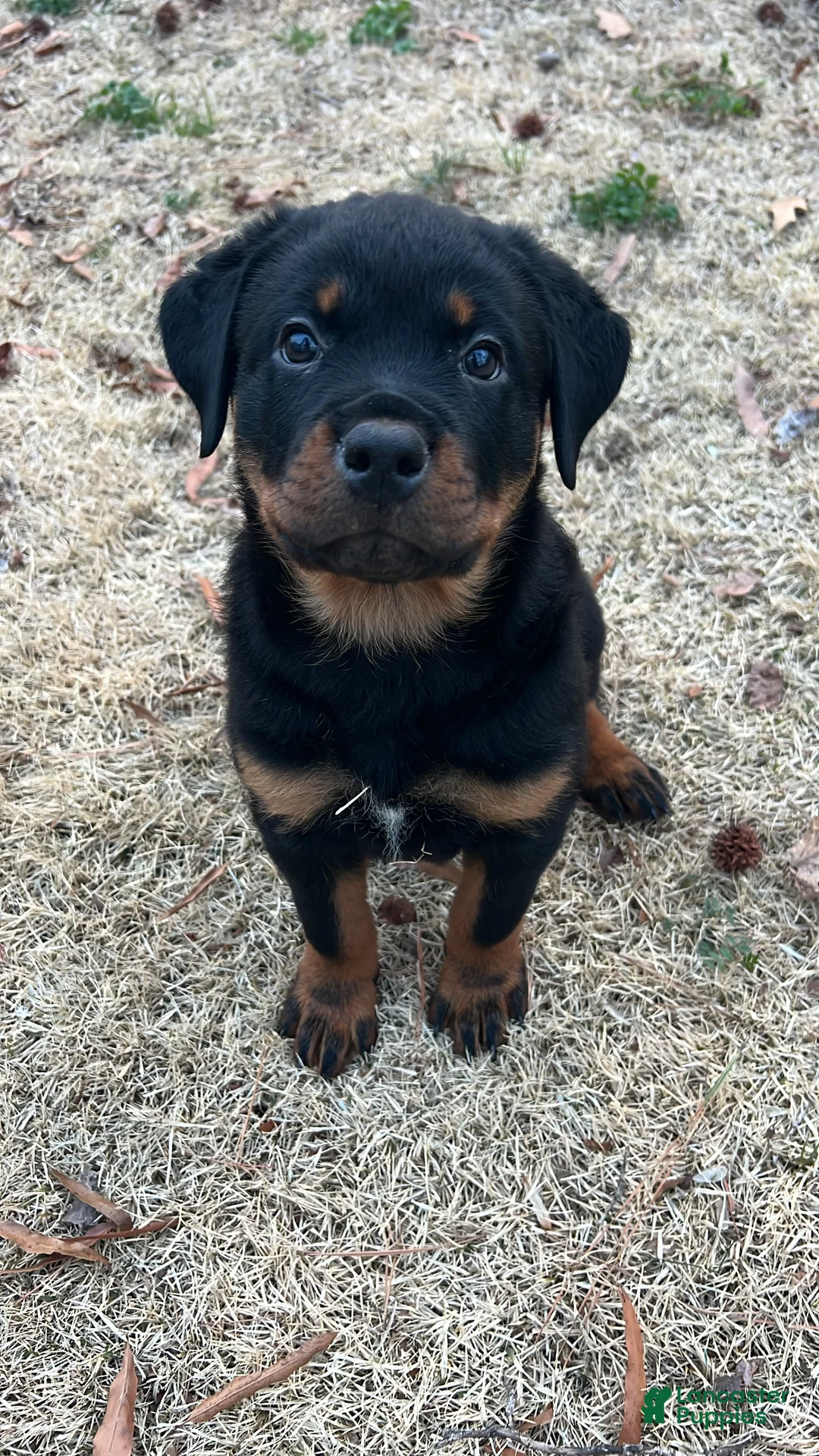 Rottweiler dogs for sale: Lucy - Ad 1