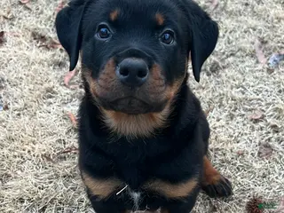 Rottweiler dogs Lucy - Ad 5